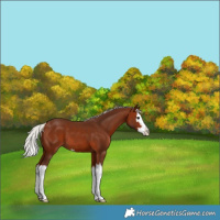 Horse Color:Silver Bay Sabino Splash 