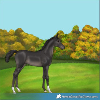Horse Color:Smoky Black 
