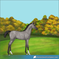 Horse Color:Smoky Grullo Roan 