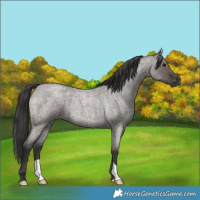 Horse Color:Smoky Grullo Roan 
