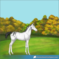 Horse Color:White Spotted Black Appaloosa