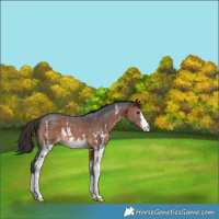 Horse Color:Brown Sabino
