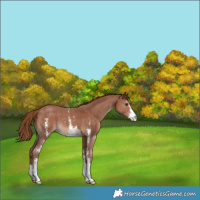 Horse Color:Chestnut Sabino