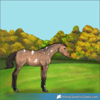 Horse Color:White Spotted Bay Dun