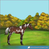 Horse Color:White Spotted Liver Chestnut