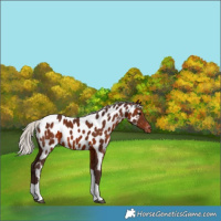Horse Color:Silver Brown Tobiano Near Leopard