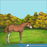 Horse Color:Chestnut Sabino