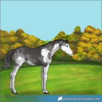 Horse Color:Black Splash