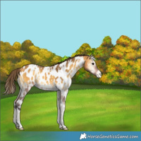 Horse Color:White Spotted Buckskin Onyx Appaloosa