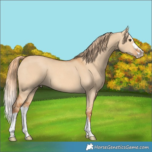 Horse Color:Red Dun Splash 