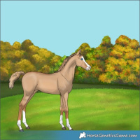 Horse Color:Red Dun Splash 