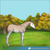 Horse Color:Red Dun Splash Rabicano