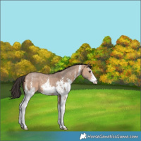 Horse Color:Bay Dun Sabino 