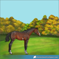 Horse Color:Brown Sabino Rabicano