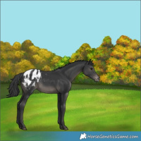 Horse Color:Black Blanket