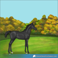 Horse Color:Black 
