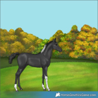 Horse Color:Black Tobiano 