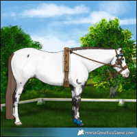 Horse Color:Liver Chestnut Frame Near Fewspot 
