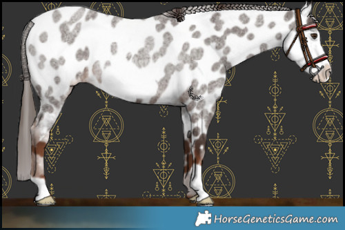 Horse Color:Liver Red Roan Frame Appaloosa Rabicano 