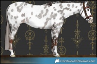 Horse Color:Liver Red Roan Frame Appaloosa Rabicano 