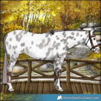 Horse Color:Liver Red Roan Frame Appaloosa Rabicano 