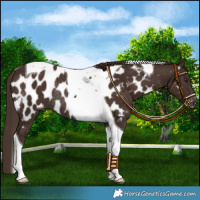 Horse Color:Liver Chestnut Tobiano Near Leopard Rabicano 