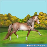 Horse Color:Gray Gold Champagne Tobiano 