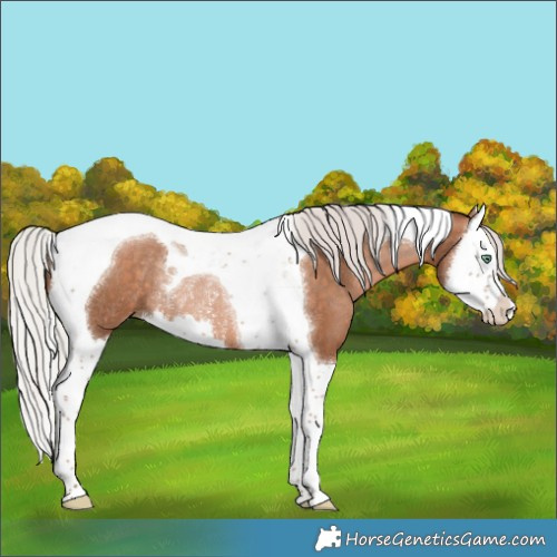 Horse Color:Silver Brown Pearl Splash Tobiano Rabicano 