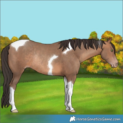Horse Color:Sable Champagne Tobiano Rabicano 
