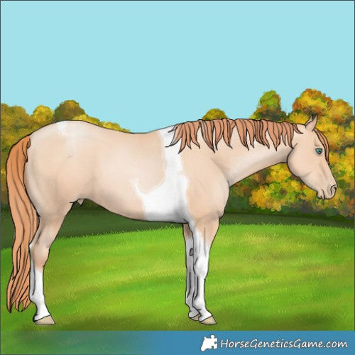 Horse Color:Classic Champagne Pearl Tobiano 