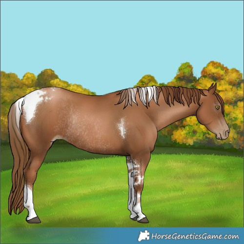 Horse Color:Gray Chestnut Pearl Tobiano Rabicano 