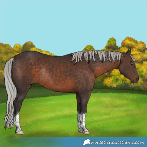 Horse Color:Silver Brown Tobiano Rabicano 