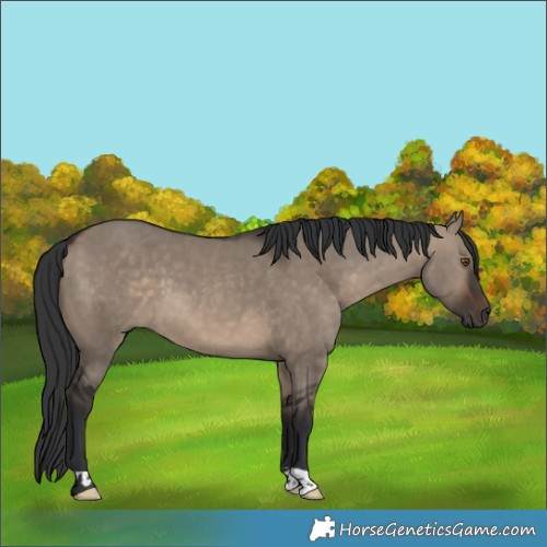 Horse Color:Brown Dun 