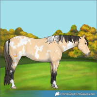 Horse Color:White Spotted Buckskin 
