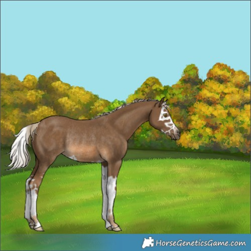 Horse Color:Chocolate Palomino Splash Rabicano 