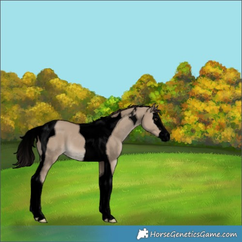 Horse Color:Void Liver Red Dun Splash Tobiano 