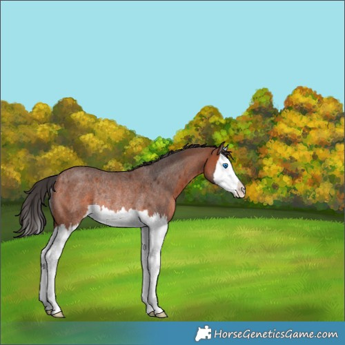 Horse Color:Bay Roan Splash Rabicano 