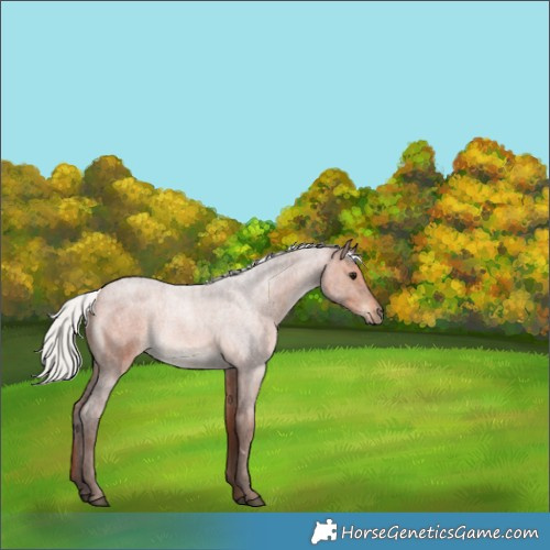 Horse Color:Silver Brown Roan 