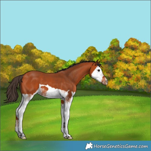 Horse Color:Bay Splash 