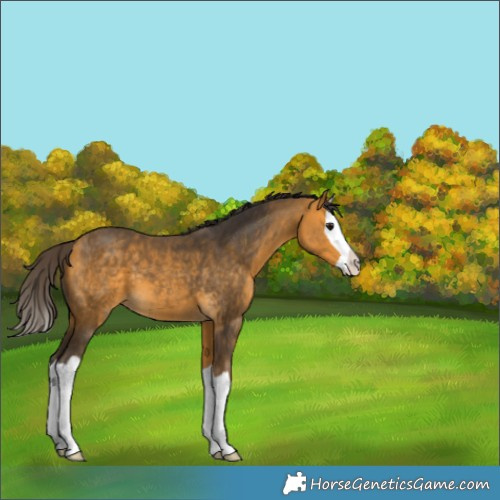 Horse Color:Buckskin Splash 