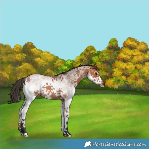 Horse Color:White Spotted Bay Roan Rabicano 
