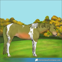 Horse Color:Watercolor Chestnut Tobiano 