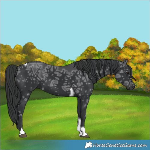 Horse Color:Black Ice Tobiano 