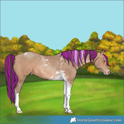 Horse Color:Painted Amber Champagne Tobiano 