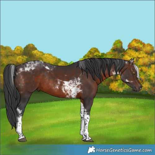 Horse Color:Brown Tobiano Rabicano 