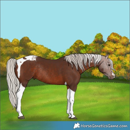 Horse Color:Silver Brown Tobiano Rabicano 