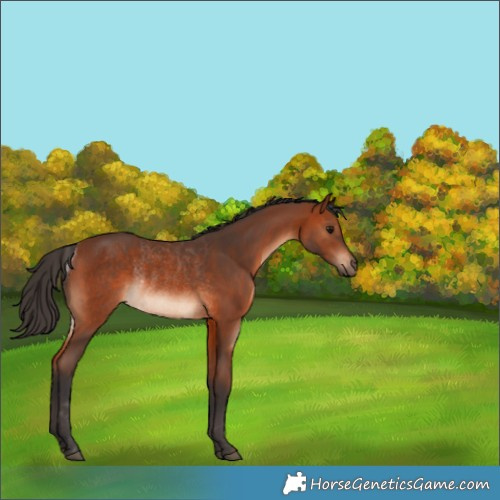 Horse Color:Bay Rabicano 
