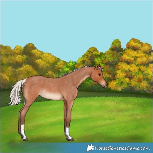 Horse Color:Silver Bay Roan Tobiano Rabicano 