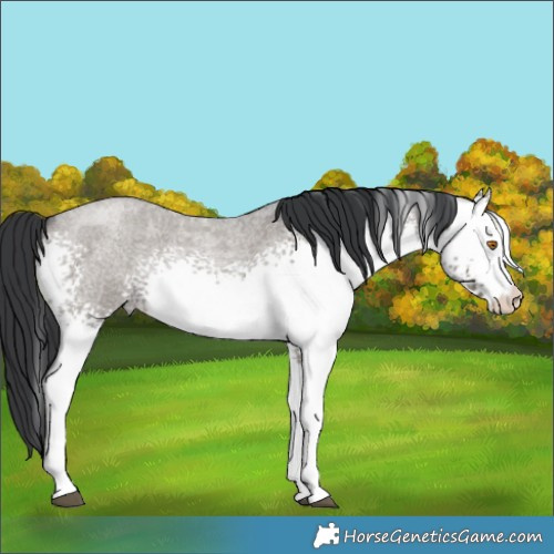 Horse Color:White Spotted Grullo Roan Rabicano 