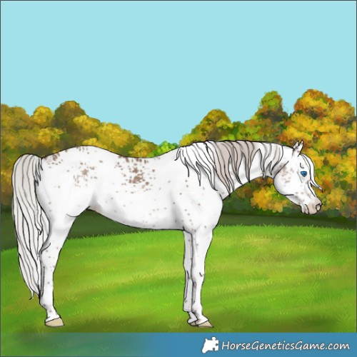 Horse Color:White Spotted Silver Grullo Splash 
